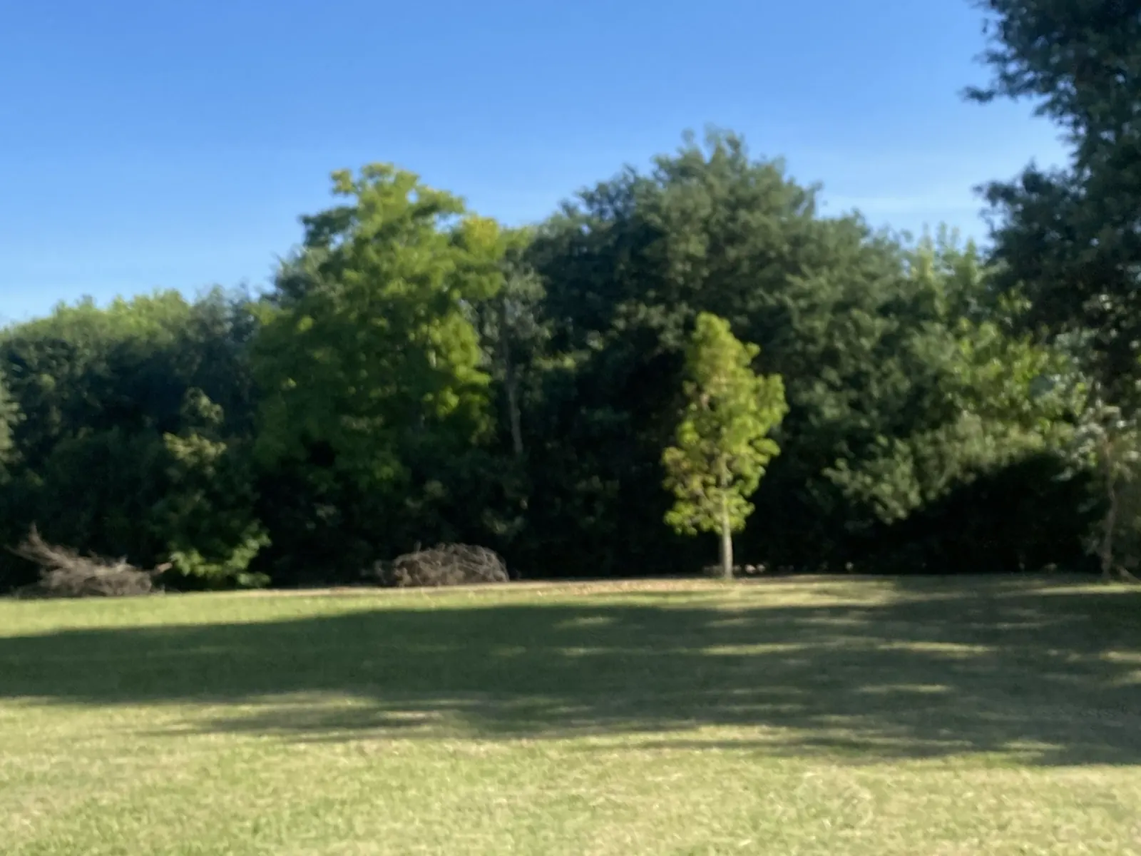 Arboleda del parque de la quinta en Lobos